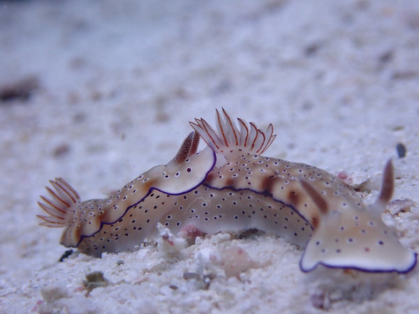 Nudibranches - Hypselodoris tryoni - Site de plongée de l'île aux requins de Koh Tao