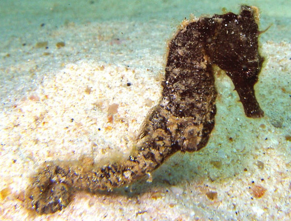 Caballito de mar en el sitio de buceo de Mango Bay, Koh Tao. Tailandia