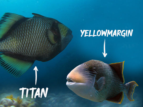 Triggerfish in Koh Tao