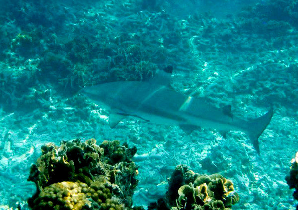 Tiburón de arrecife de punta negra en Koh Tao.