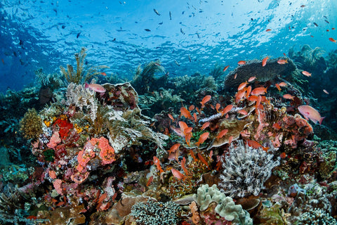 Fische im Korallenriff in Komodo