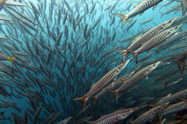 Scool của Barracuda tại Sail Rock, Koh Tao. nước Thái Lan