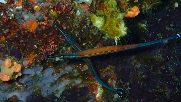 Doryrhamphus janssi, Janss' pipefish , is a species of pipefish belonging to the family Syngnathidae in Koh Tao, Thailandd