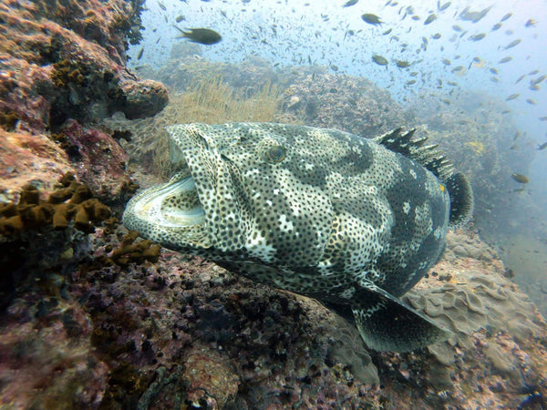 Braun marmorierte Gruppe bei Sail Rock, Koh Tao. Thailand