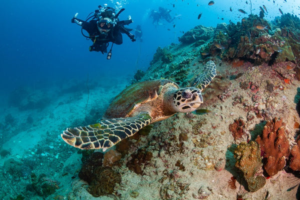 PADI Discover Scuba Diving with sea turtle in Koh Tao