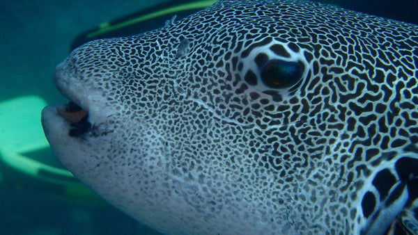 Riesenkugelfisch auf Koh Tao, Thailand