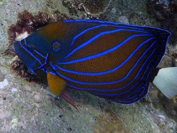 Pez ángel de anillos azules en la bahía de Hin Wong. Koh Tao, Tailandia