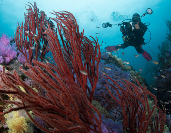 photographe sous-marin pendant la plongée à Koh Tao, Thaïlande