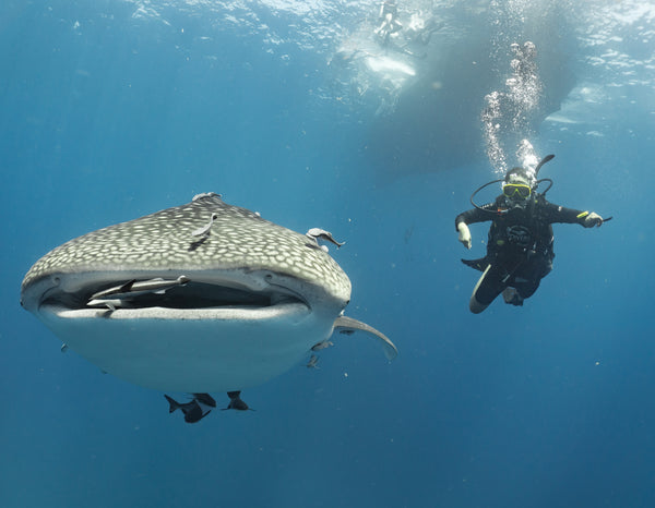 Divertimento subacqueo con uno squalo balena al Chumphon Pinnacle. Koh Tao, Tailandia