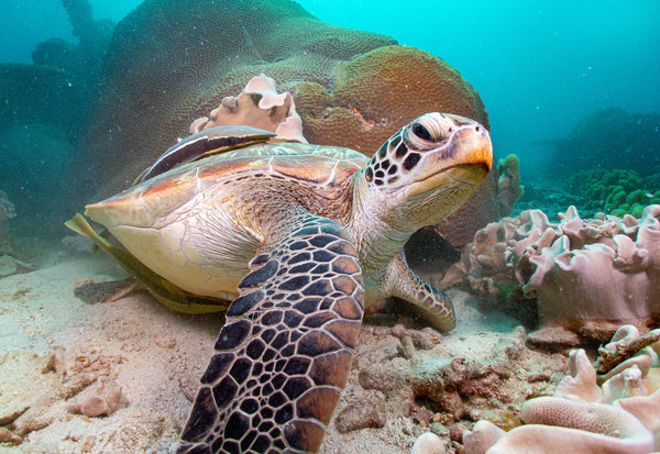 Tortuga verde en el sitio de buceo Aow Leuk, Koh Tao