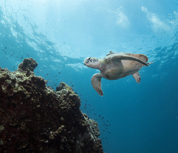 tortue de mer au rocher blanc, Koh Tao