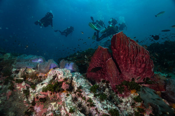 Coral Reef in Koh Tao