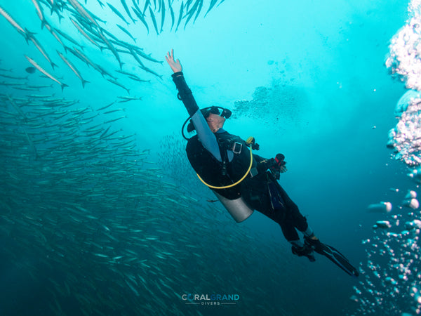 diver with school of barracuda at Southwest dive site. Koh Tao, Thailand