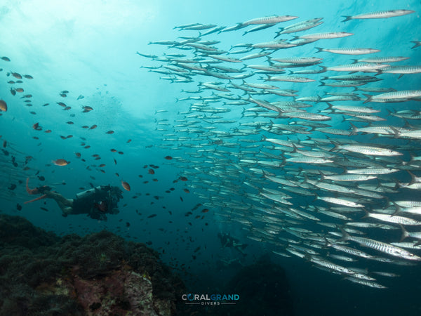 Escuela de Chevron Barracuda en Chumphon Pinnacle