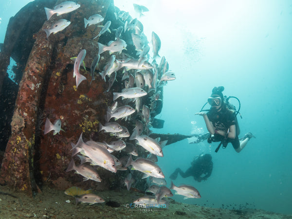 Wreck diving in Koh Tao, Thailand