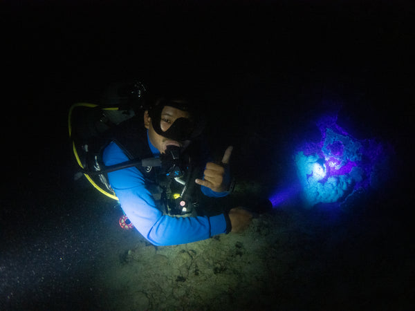 Immersione notturna a Koh Tao, Thailandia