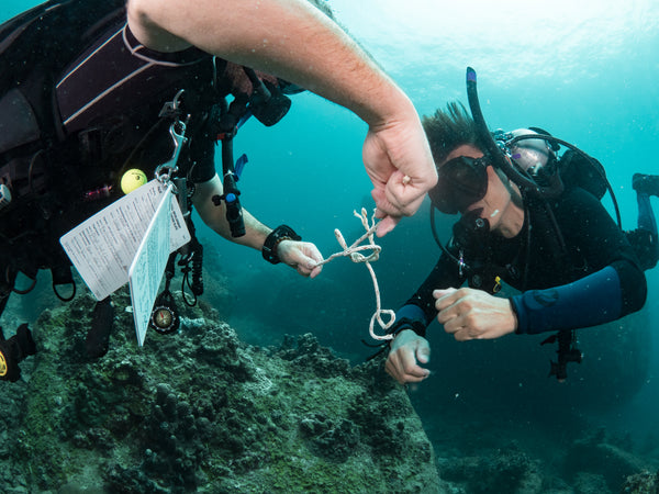 PADI IE Enseñanza en aguas abiertas