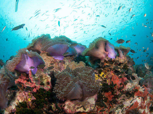 Anémonas coloridas en Chumphon Pinnacle, Koh Tao. Tailandia