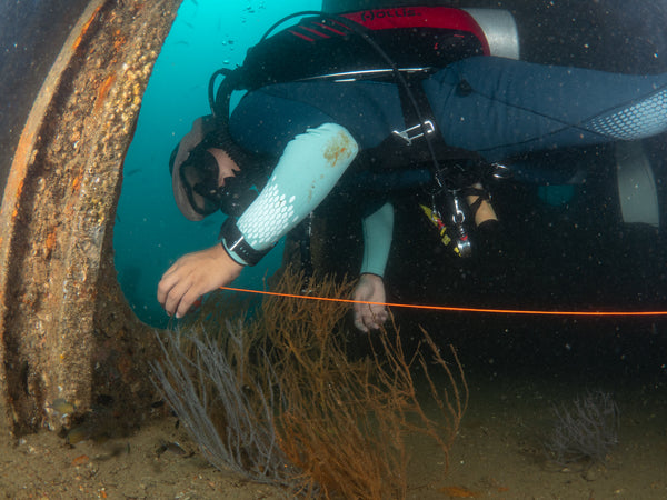 Buzo de naufragio utilizando línea de penetración, naufragio Sattakut Koh Tao, Tailandia