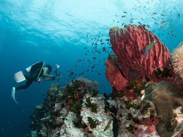 Koh Tao diving - Beautiful reef