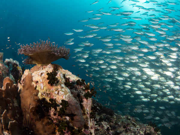 pulsierendes Meeresleben im Südwesten von Koh Tao. Thailand