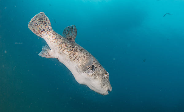 Pez globo gigante en el sitio de buceo Twins Peak, Koh Tao. Tailandia