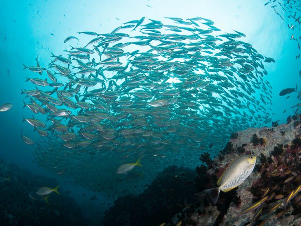 Escolarización de peces. Pináculo de Chumphon, Koh Tao. Tailandia