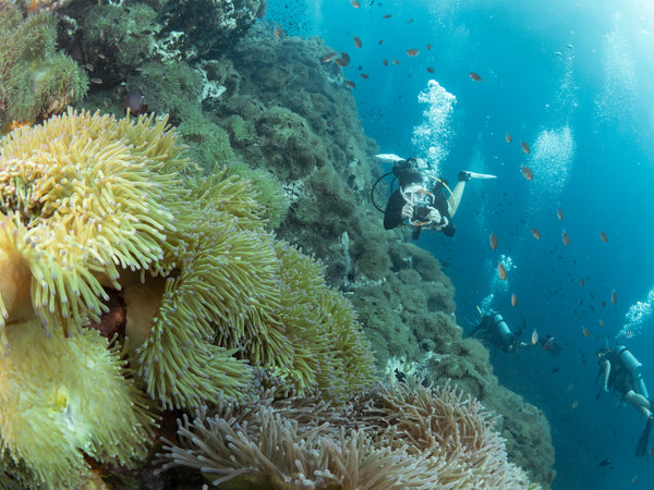 Plongeur au sommet du pinacle couvert d'anémones sur le site de plongée du sud-ouest. Koh Tao, Thaïlande