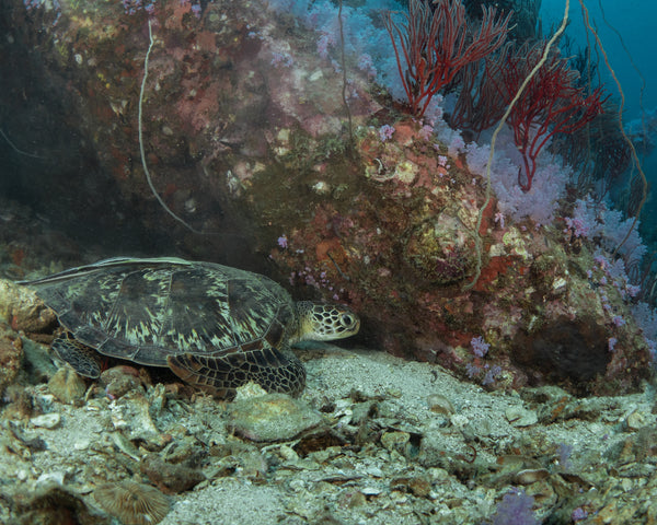 tortuga marina jugando al escondite en la isla de los tiburones en koh tao, tailandia