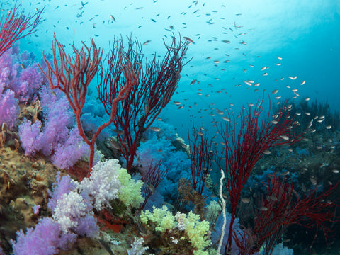The Impact of Climate Change on Coral Reefs and Dive Sites