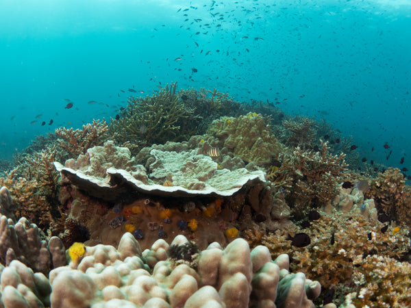 barriera corallina brulicante di vivace vita marina nel sito di immersione dei Giardini Giapponesi a Koh Tao