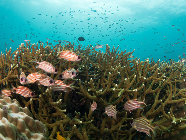 แนวปะการังและปลากระรอกที่สวนญี่ปุ่น เกาะเต่า