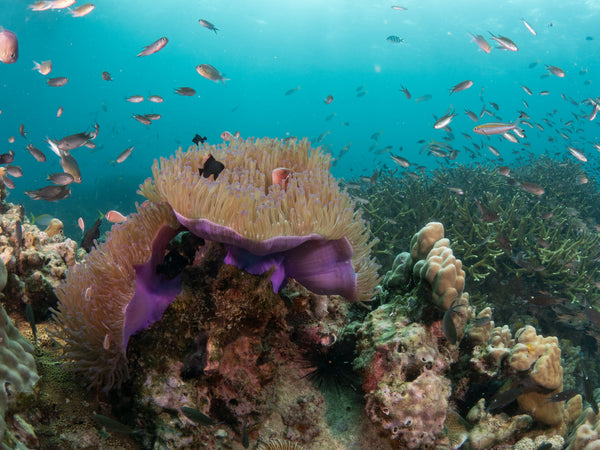 La asombrosa vida marina de los jardines japoneses, Koh Tao