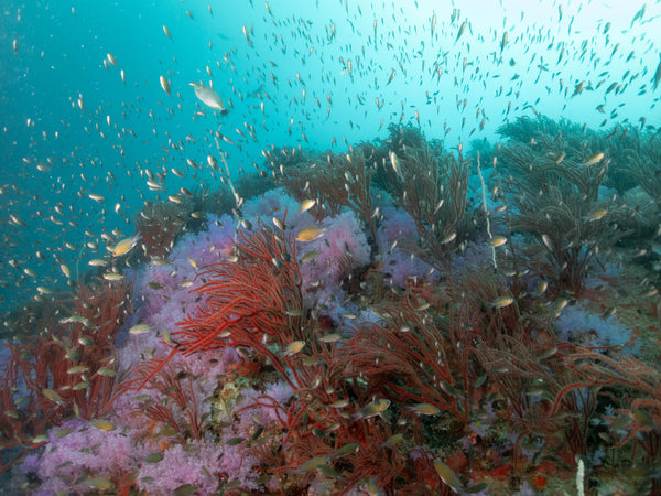 ปะการังอ่อนสีสันสดใสในเกาะเต่าประเทศไทย