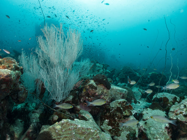 Roi biển, koh tao. nước Thái Lan