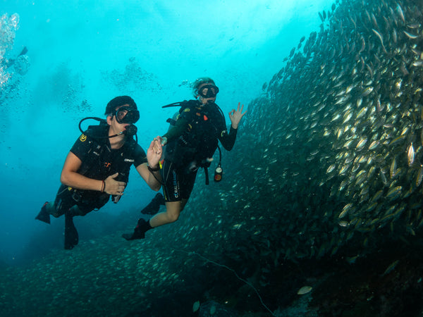 buzos y una gran escuela de fusileros en Chumphon Pinnacle. Koh Tao, Tailandia