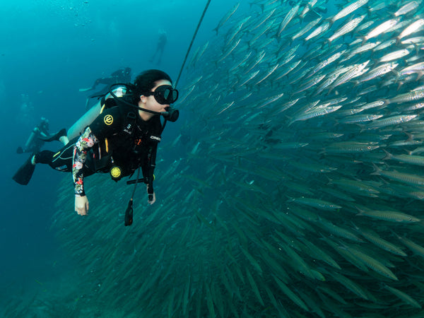 Buceador y gran escuela de barracudas en Chumphon Pinnacle. Koh Tao, Tailandia