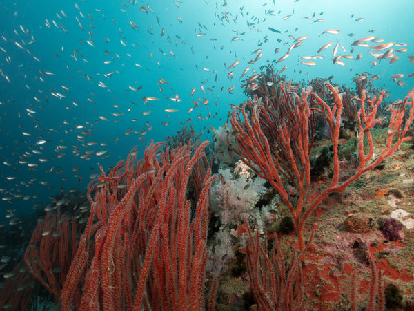 sito di immersione dell'isola degli squali, banco di pesci e barriere coralline colorate