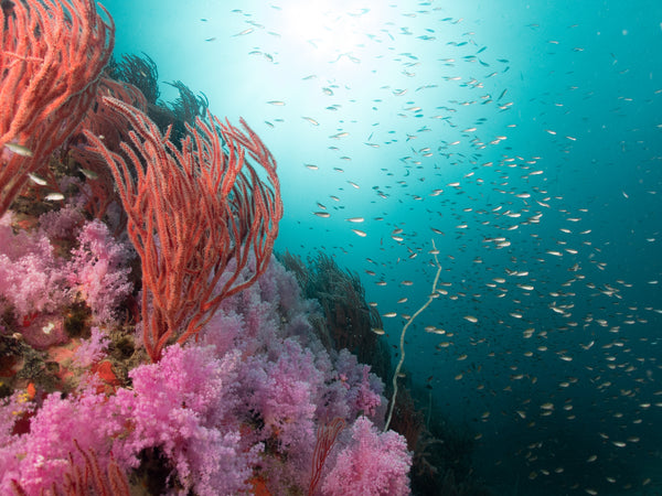 soft corals at Shark island dive site