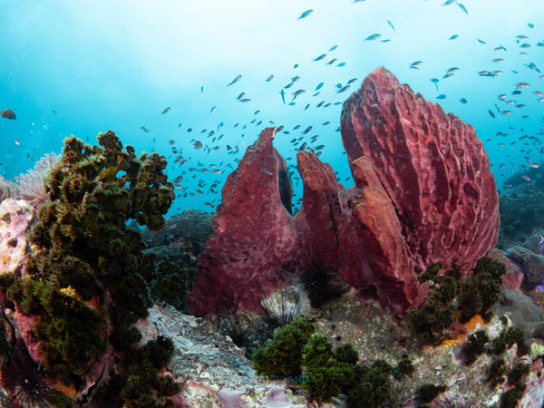 Коралловый риф на острове Тао
