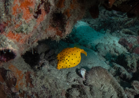 Beautiful Yellow Boxfish, koh tao
