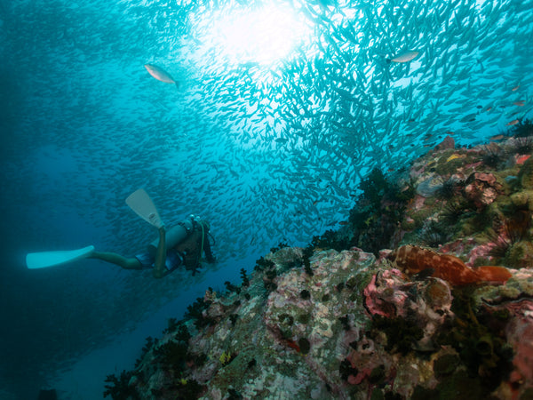 Plongeur avec un banc de poissons à Koh Tao, Thaïlande