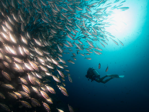 Sitio de buceo Chumphon Pinnacle