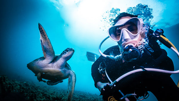 Green turtle at Buddha Point Dive Site, Koh Tao, Thailand