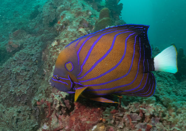 Poisson-ange aux anneaux bleus Koh Tao, Thaïlande