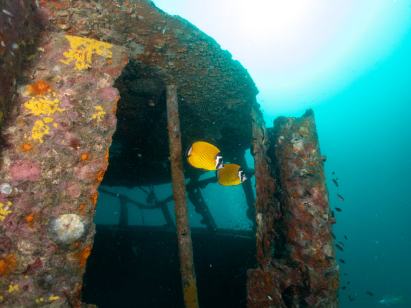 Wreck diving, koh tao