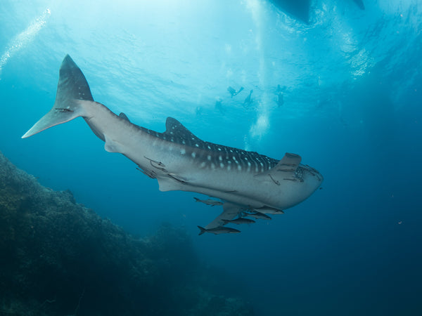 squalo balena nel sito di immersione in roccia di vela a Koh Tao, Thailandia