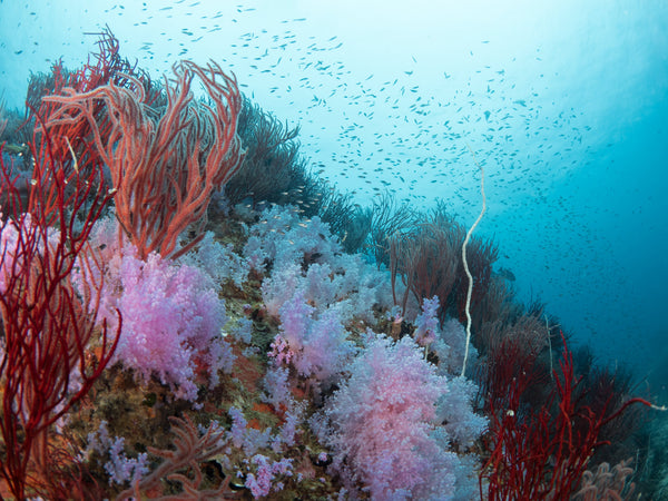 isla de los tiburones hermosos corales blandos
