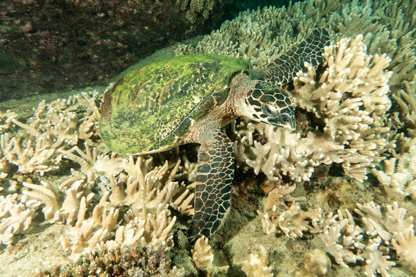 Hawksbill turtle in Koh Tao, Thailand