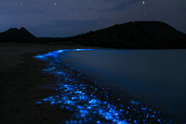 bioluminiscente-plancton-orilla-noche